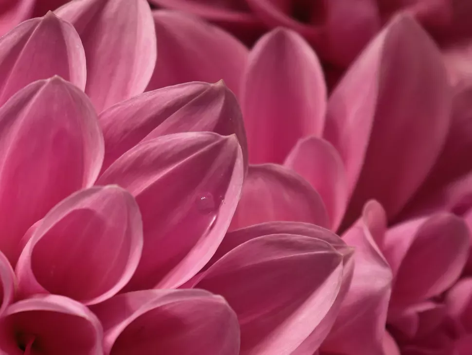 Honor Magic 8 Pro hands-on: premium design, powerful performance 6 6HiZyejpYChfBe7CoWETog 970 80.jpg